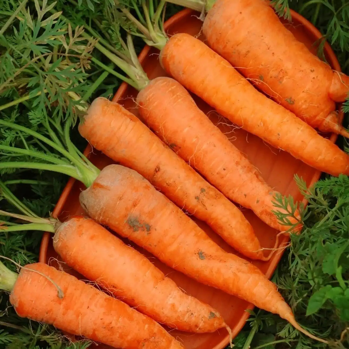 Scarlet Nantes Carrot Seeds