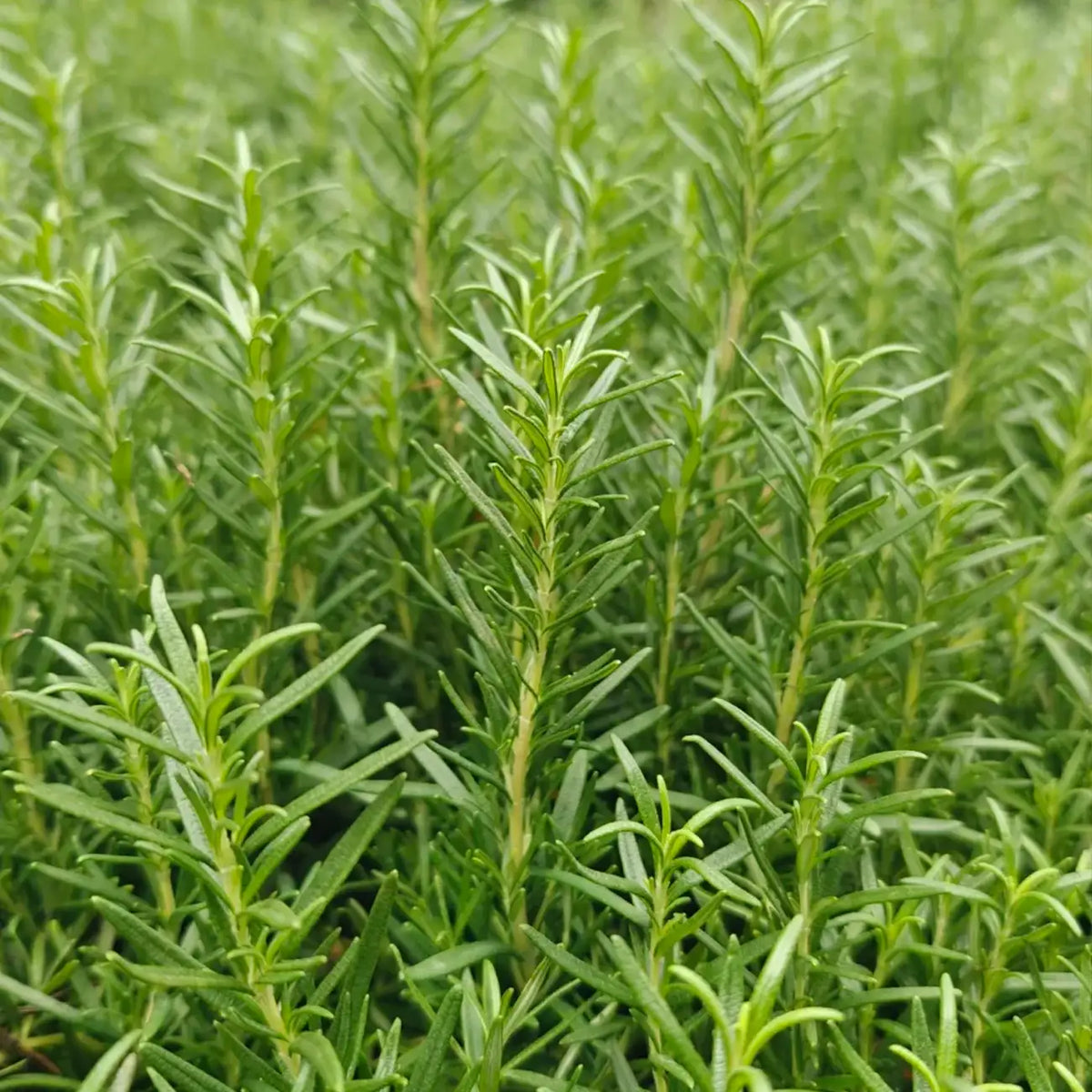 SimplyHerbsTM Rosemary Seeds