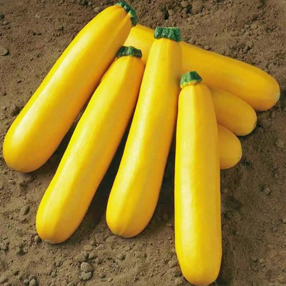 Smooth Criminal Squash Seeds