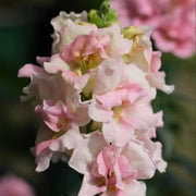 Snapdragon Twinny Appleblossom Seeds