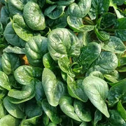 Space F1 Organic Spinach Seeds