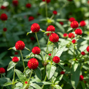 'Strawberry Fields' Gomphrena Seeds