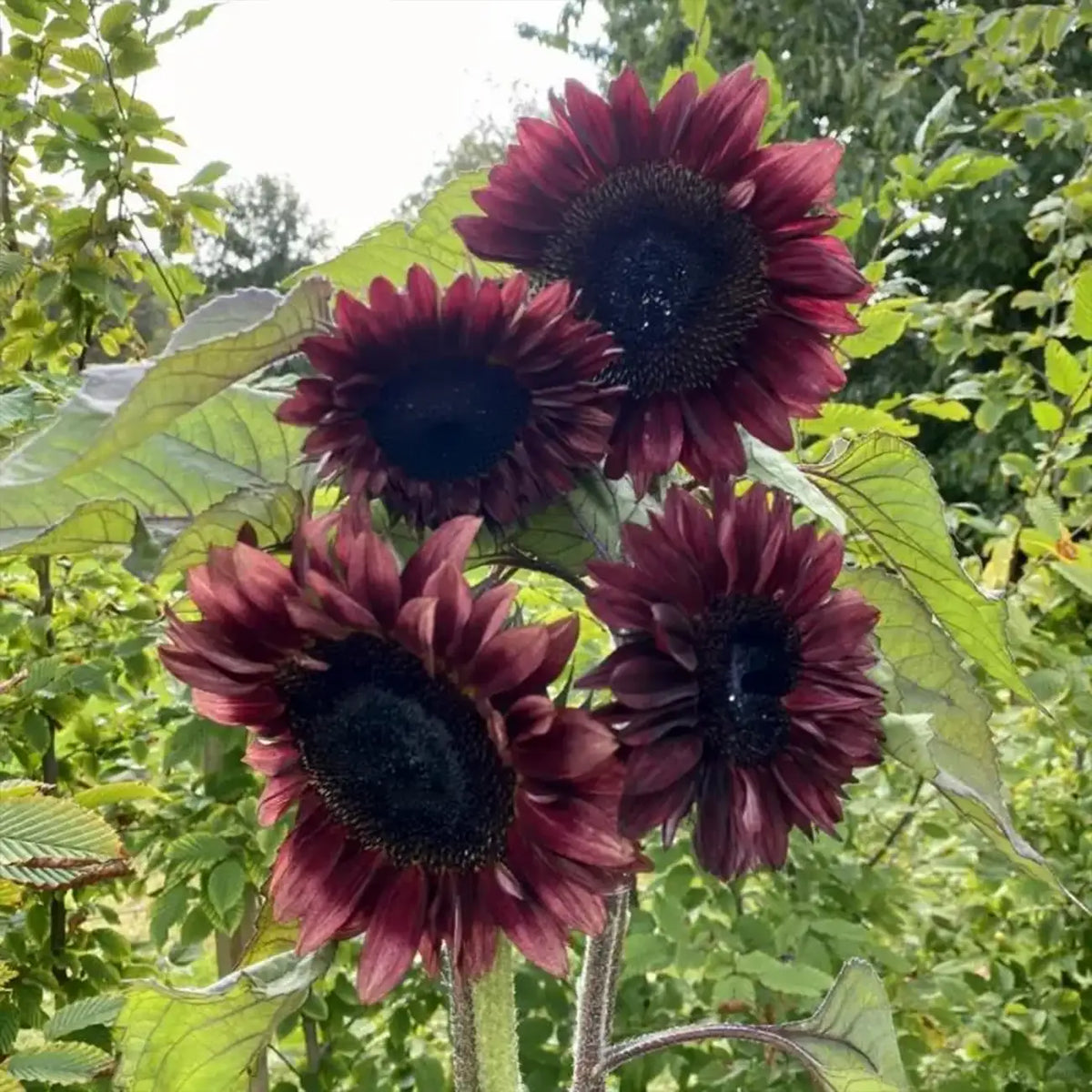 Sunflower 'Black Swan' Seeds