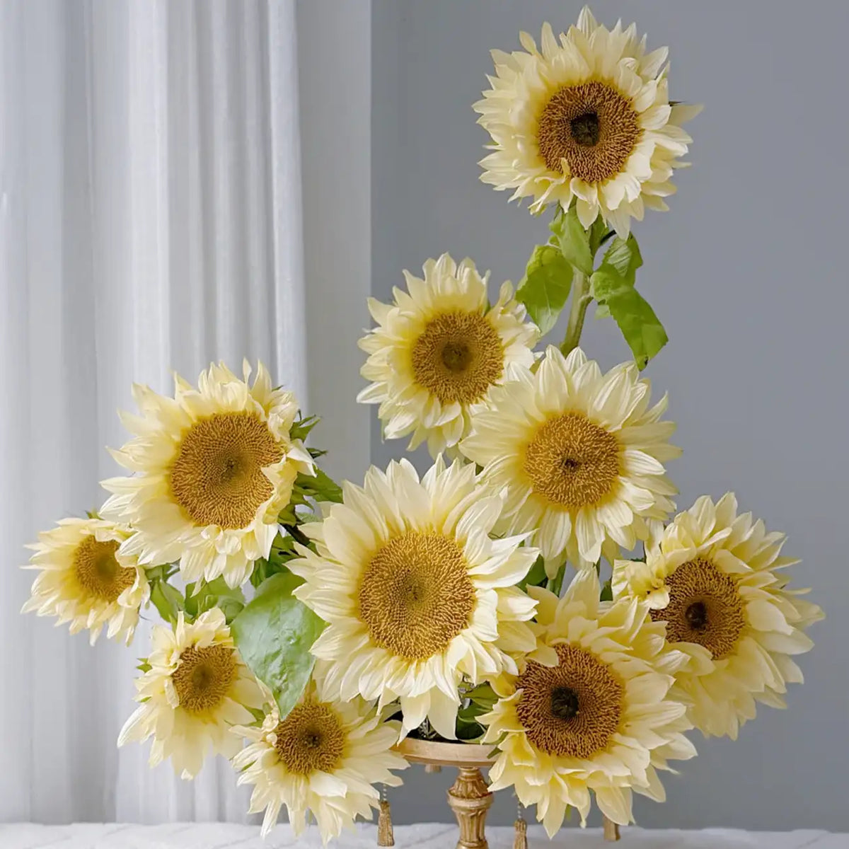 Sunflower 'Cream' Seeds
