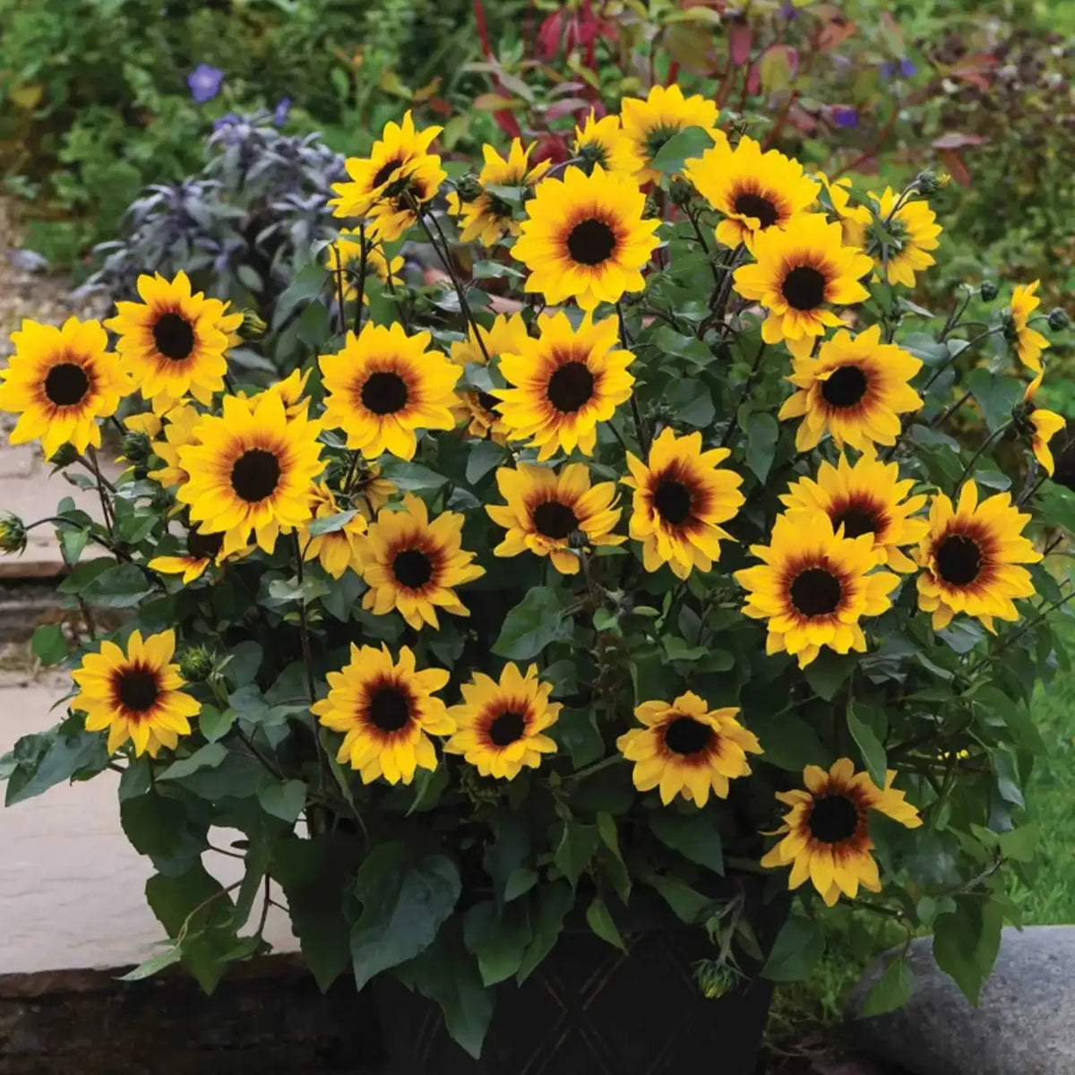 Sunflower 'Glory Days' Seeds