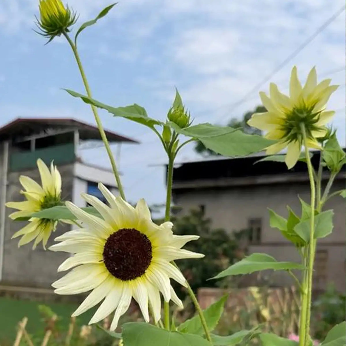 Sunflower 'Italian White' Seeds