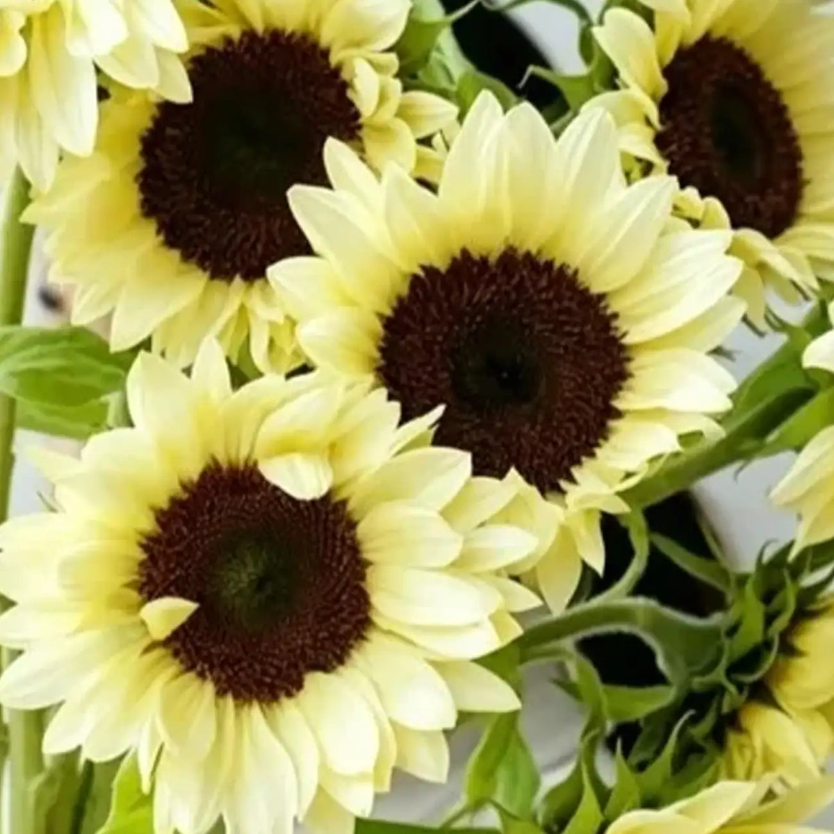 Sunflower 'White Lover' Seeds