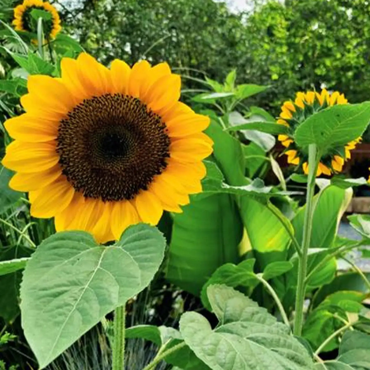 Sunflowers Seeds - Giant Yellow Blooms