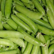 Super Sugar Snap Pea Seeds