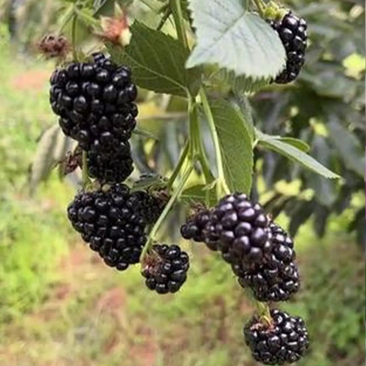 Sweet Giant Blackberry Seeds