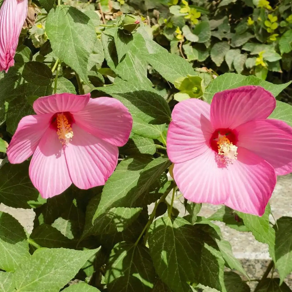 Sweet Sultry Hibiscus Seeds - Mixed Colors