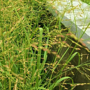 Switchgrass Seeds