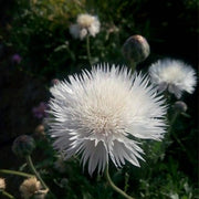 The Bride Cornflower Seeds
