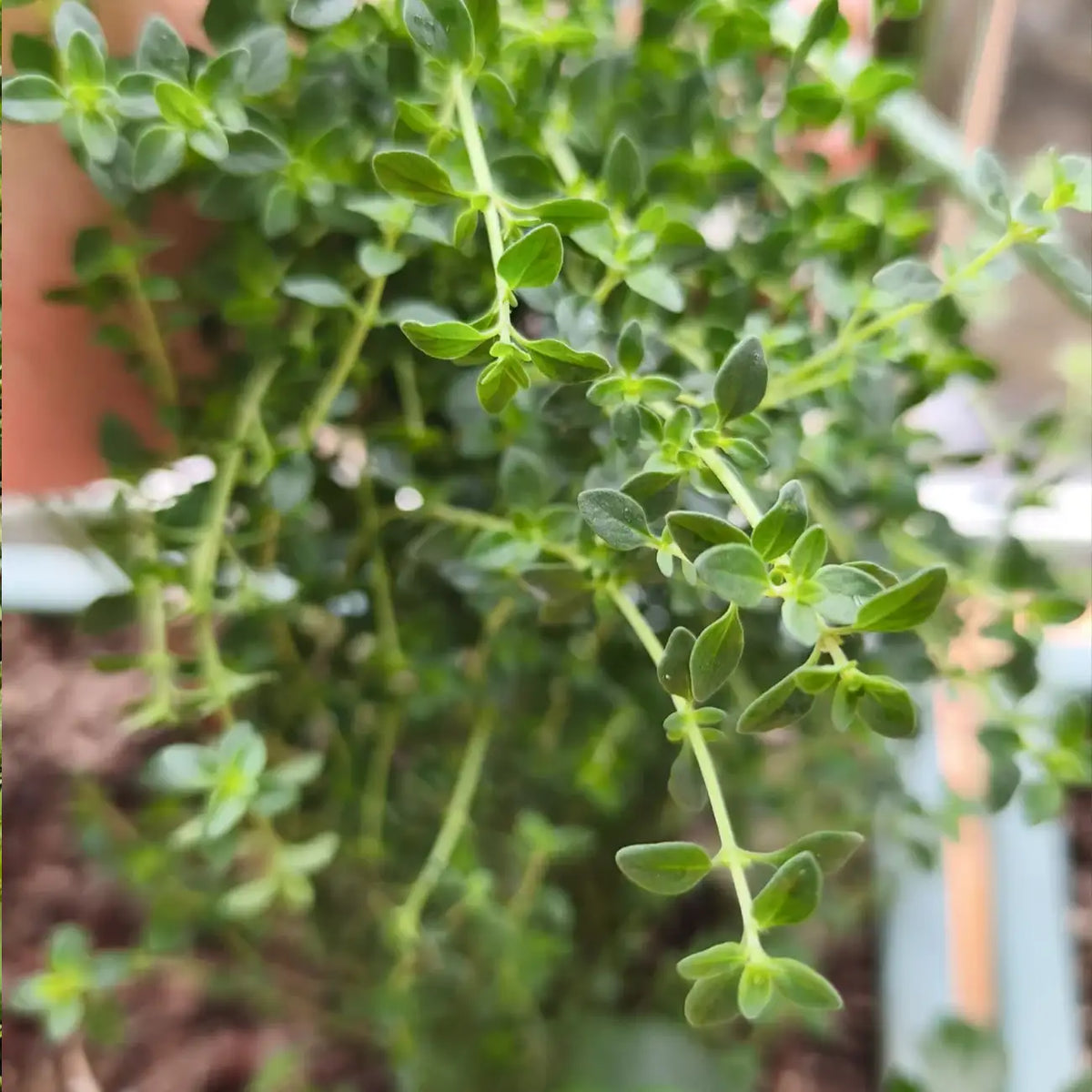 Thyme Seeds