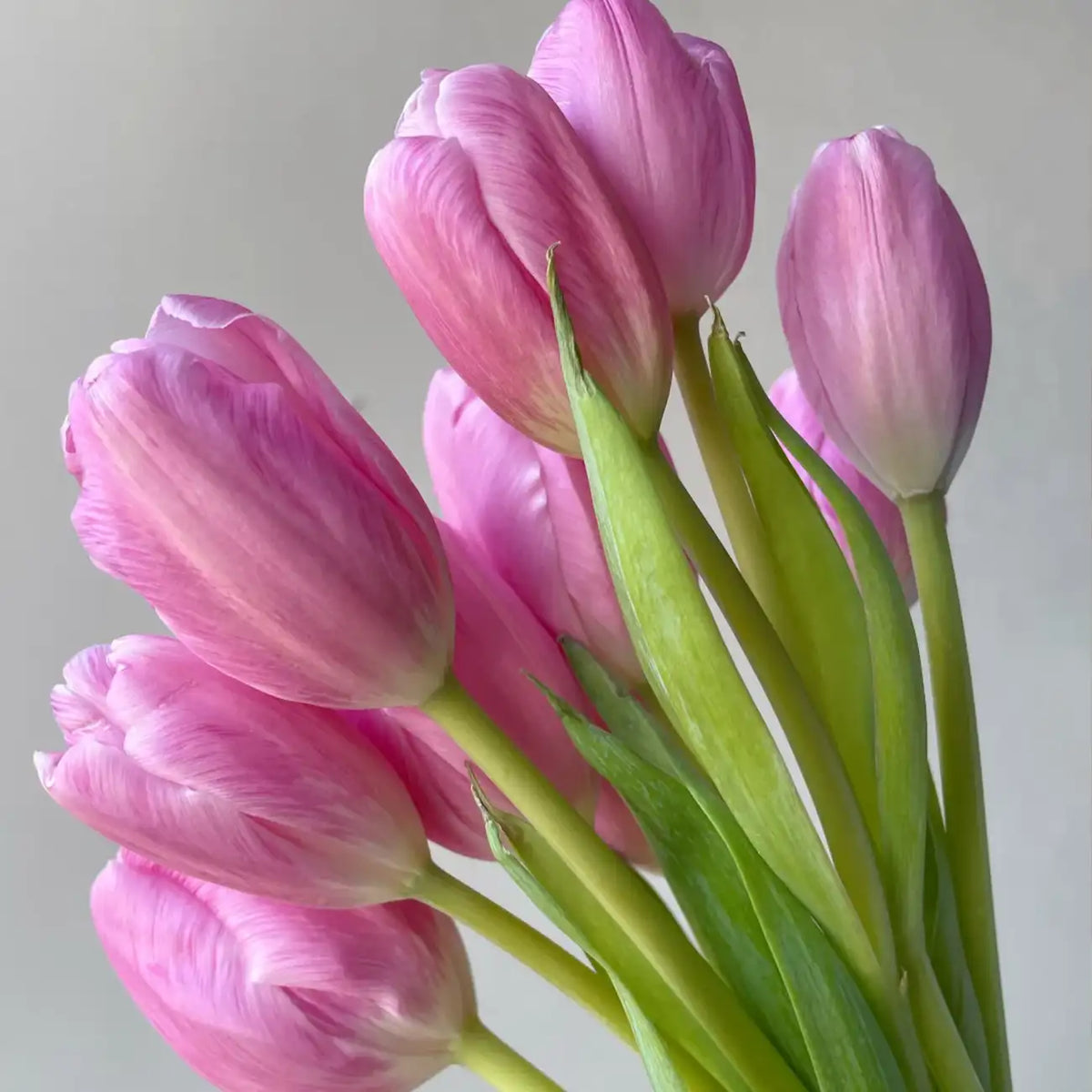 Tulip 'Autumn Cherry' Seeds