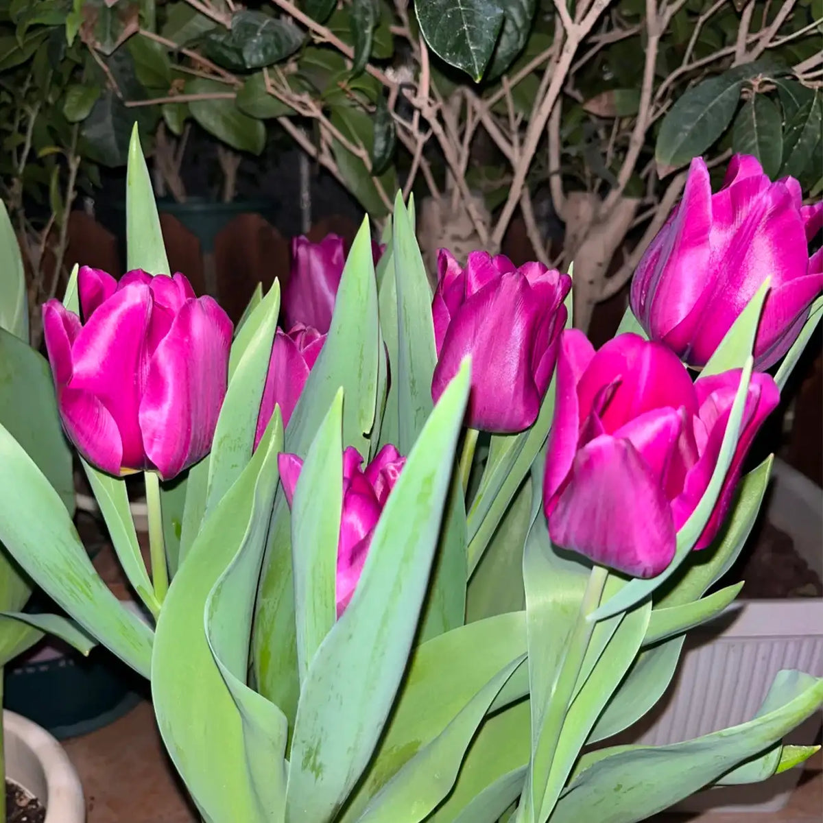 Tulip 'Avalon' Seeds