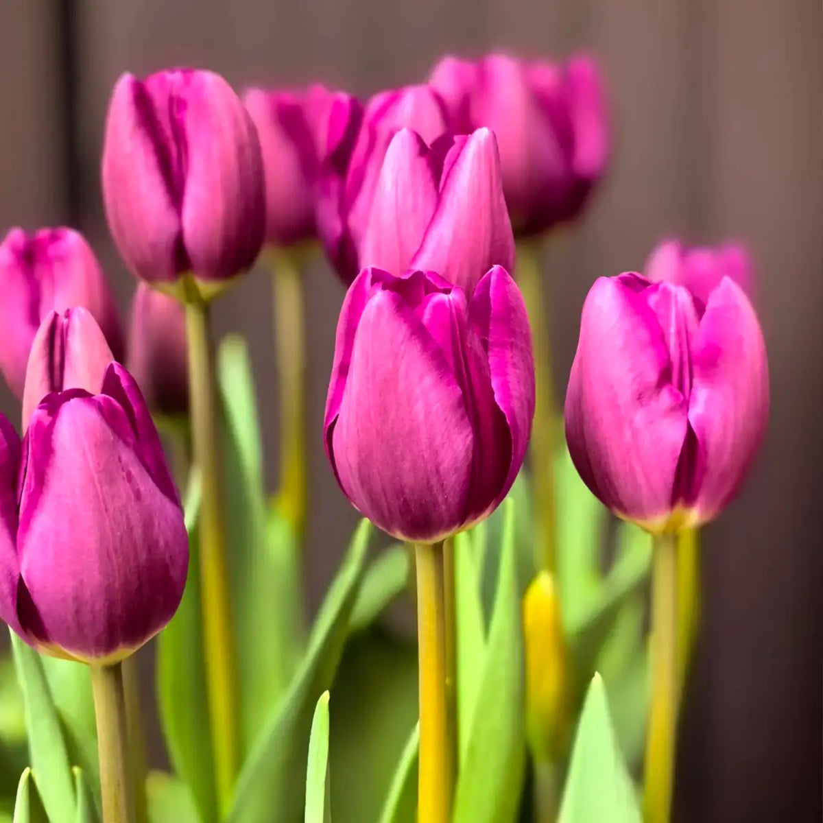 Tulip 'Britt' Seeds