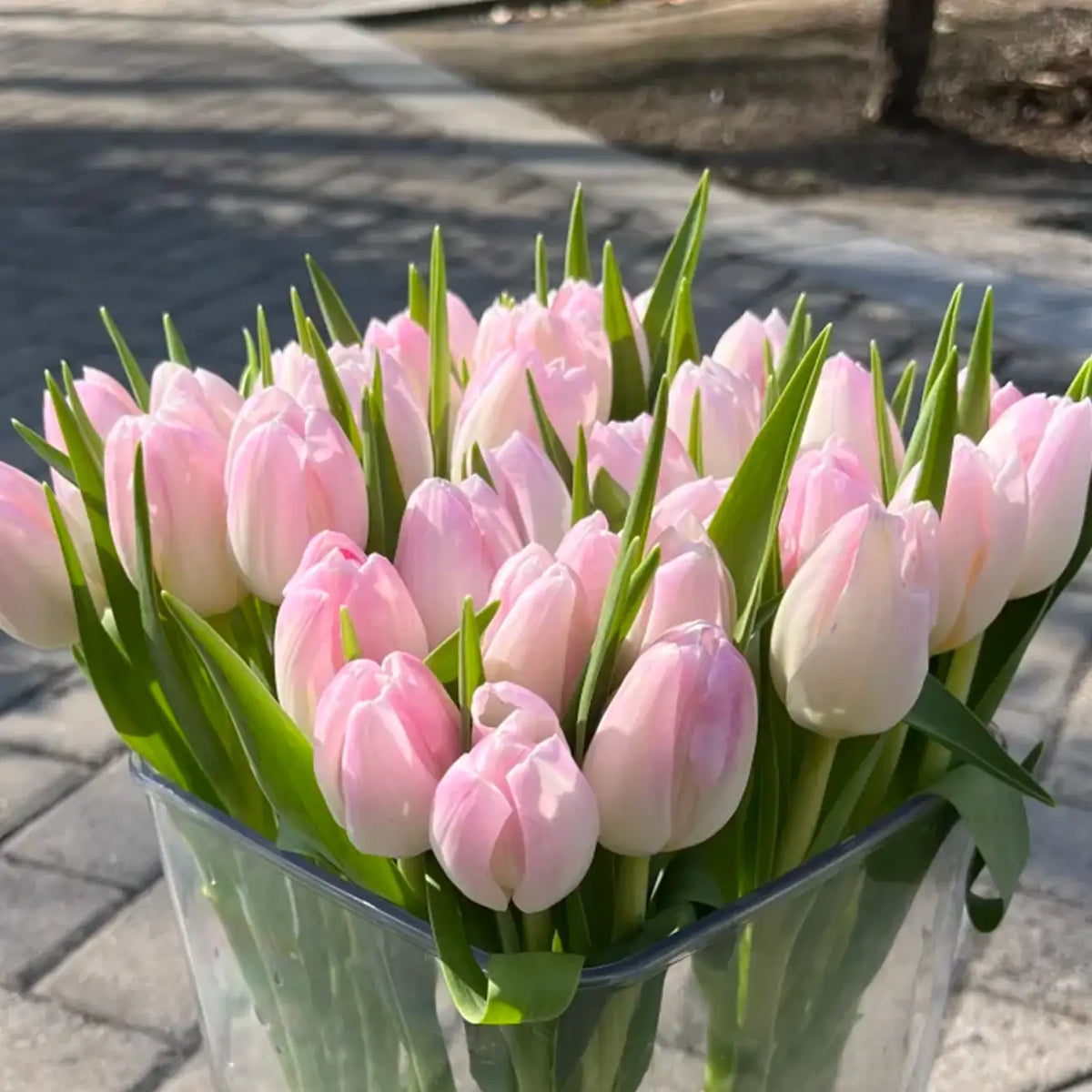 Tulip 'Budding' Seeds