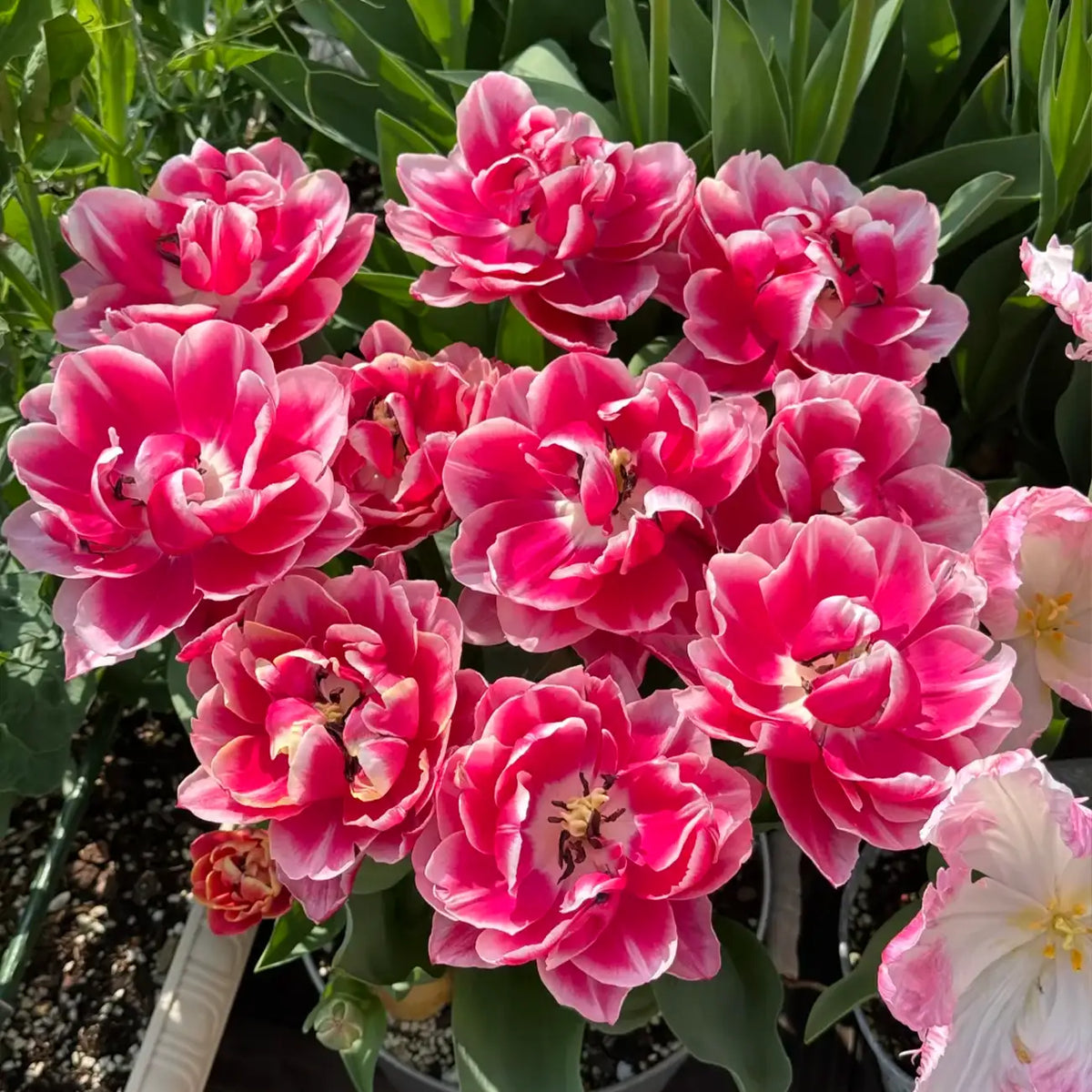 Tulip 'Columbus' Seeds