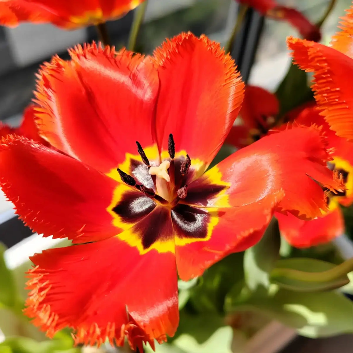 Tulip 'Crystal Beauty' Seeds