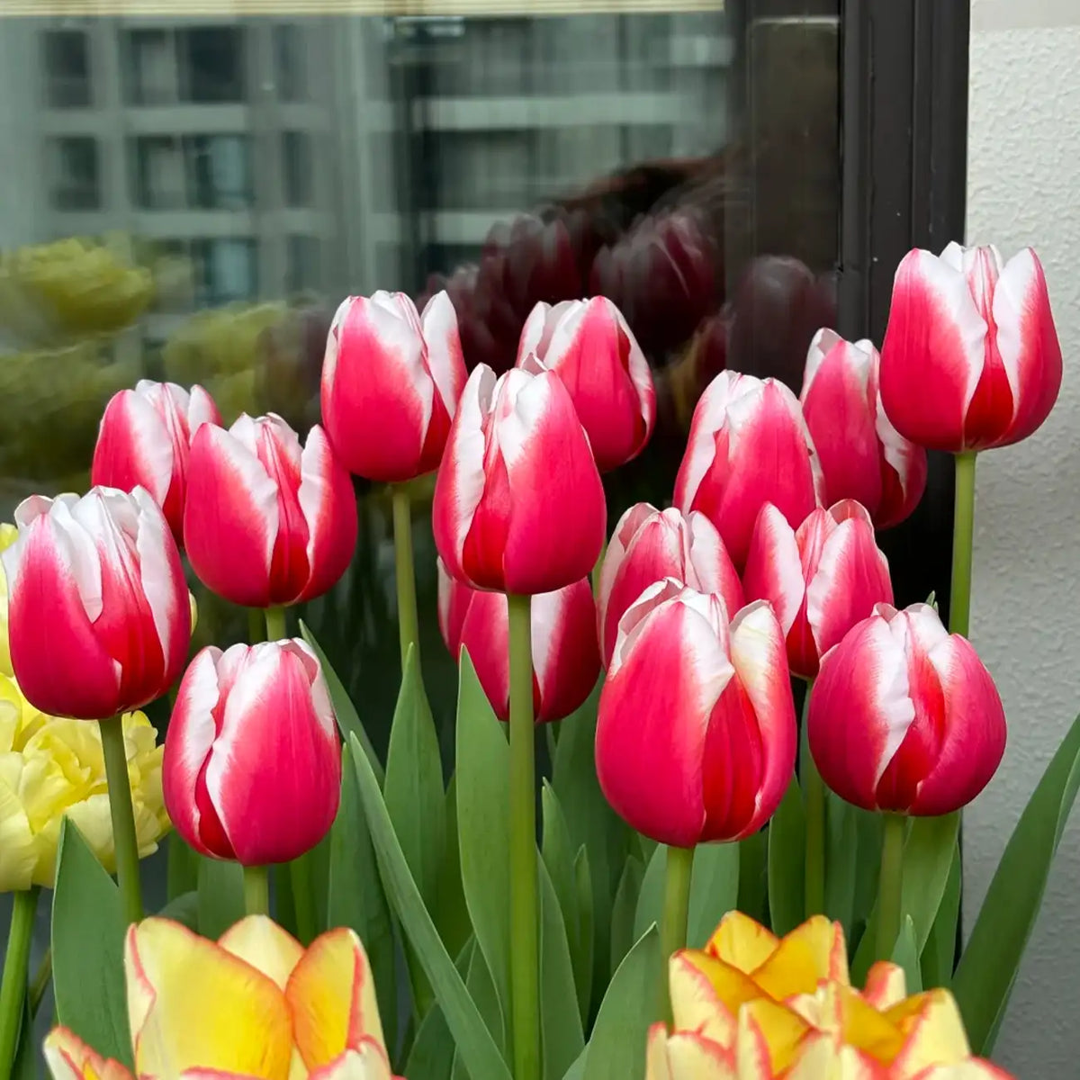 Tulip 'Dutch Design' Seeds