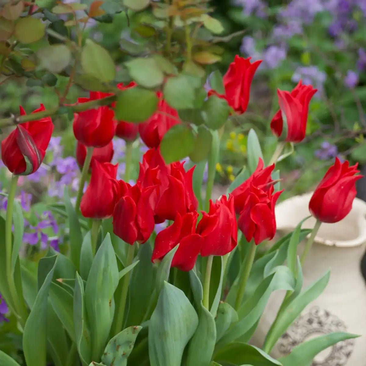 Tulip 'Fair Lady' Seeds