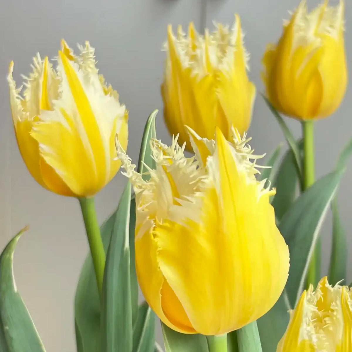 Tulip 'Fire Kirin' Seeds