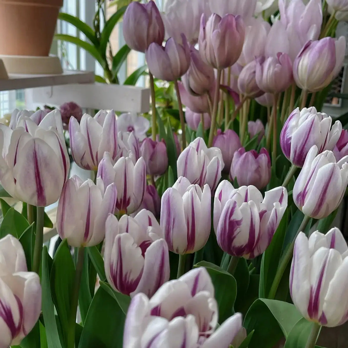 Tulip 'Flame Flag' Seeds