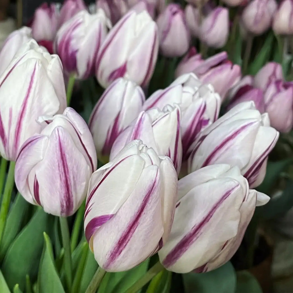 Tulip 'Flame Flag' Seeds