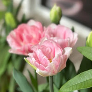 Tulip 'Fox Dance' Seeds
