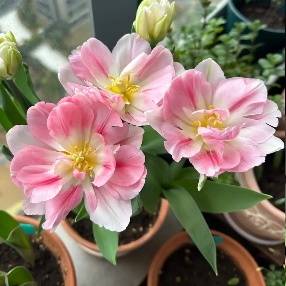 Tulip 'Fox Dance' Seeds