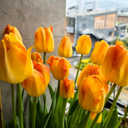 Tulip 'Golden Pride' Seeds