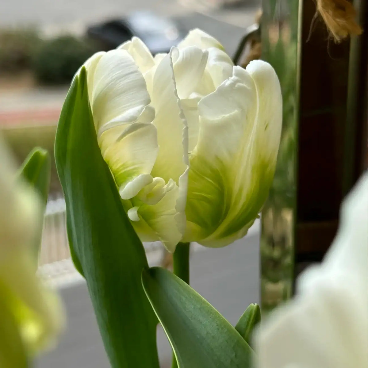 Tulip 'Green Parrot' Seeds