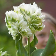 Tulip 'Green Parrot' Seeds