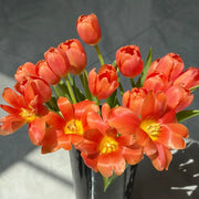 Tulip 'Honey Orange' Seeds
