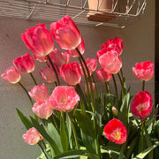 Tulip 'Mad Poem' Seeds