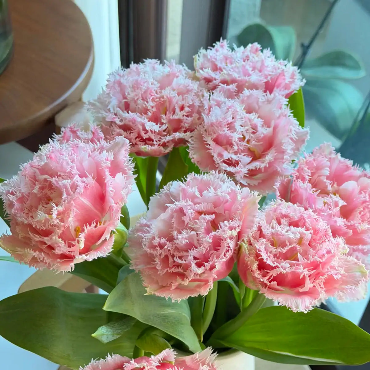 Tulip 'Mermaid Island' Seeds