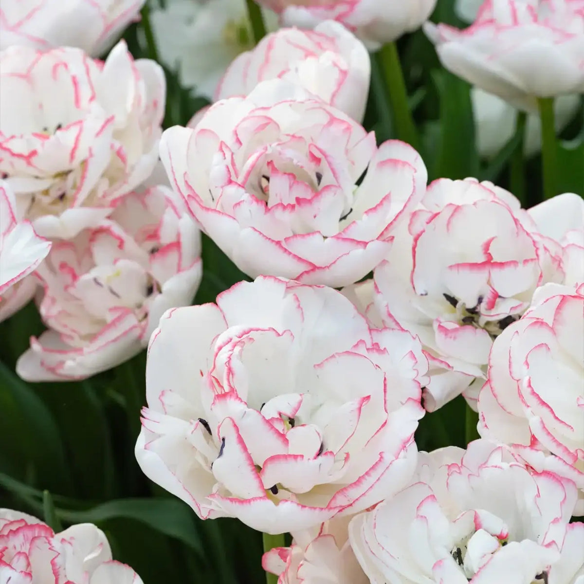 Tulip 'Nature Love Song' Seeds