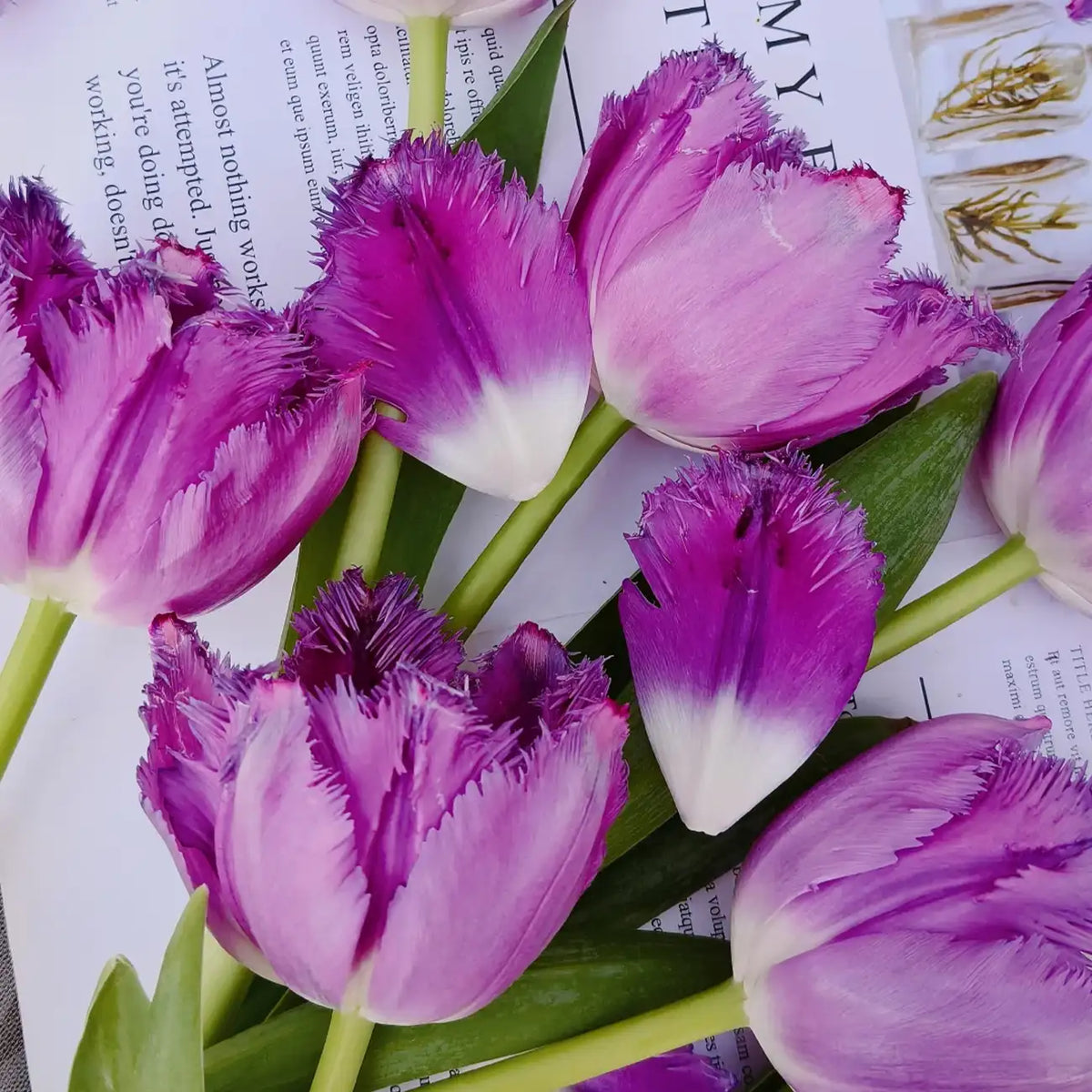 Tulip 'Nova' Seeds