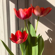 Tulip 'Orange Van Eijk' Seeds