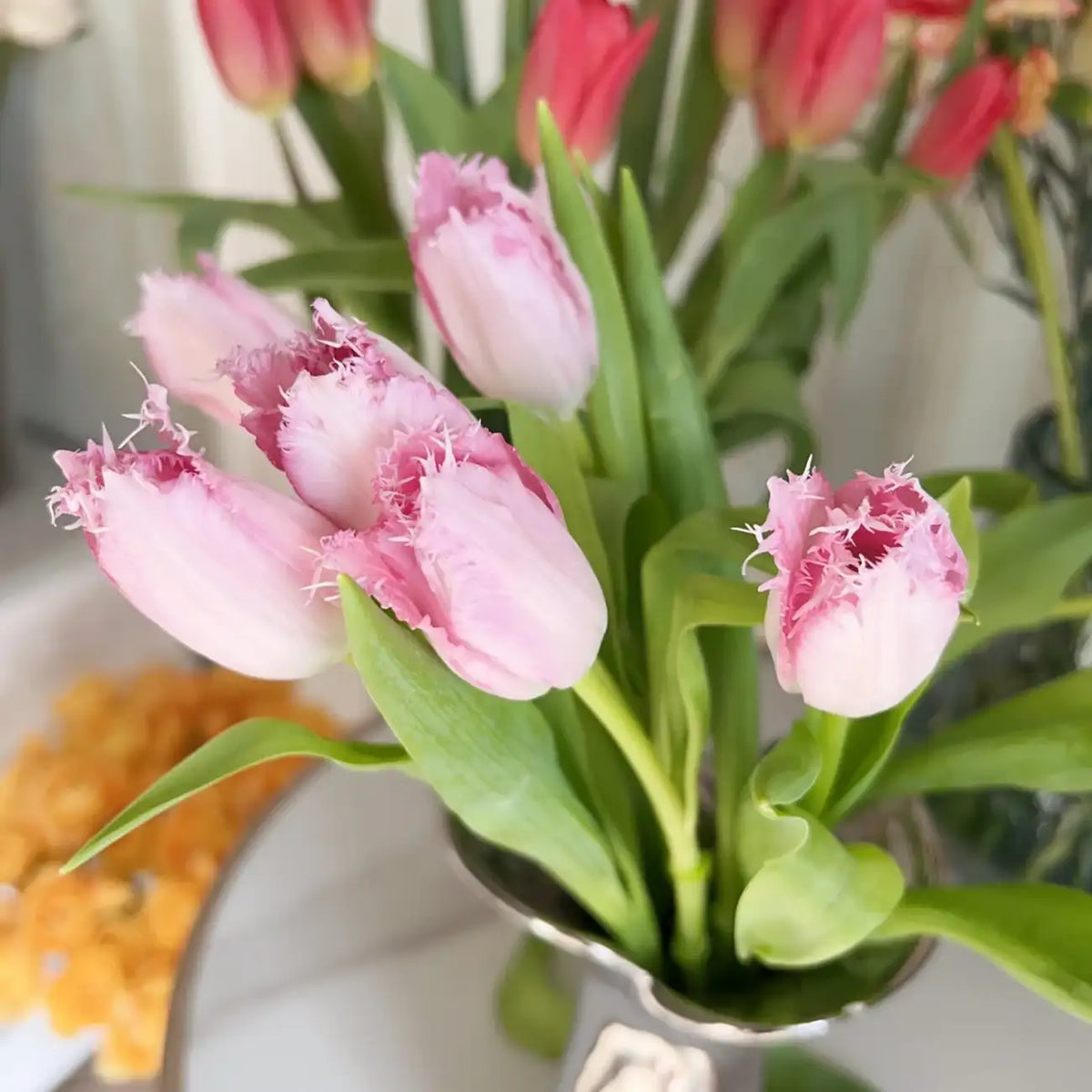 Tulip 'Pink' Seeds