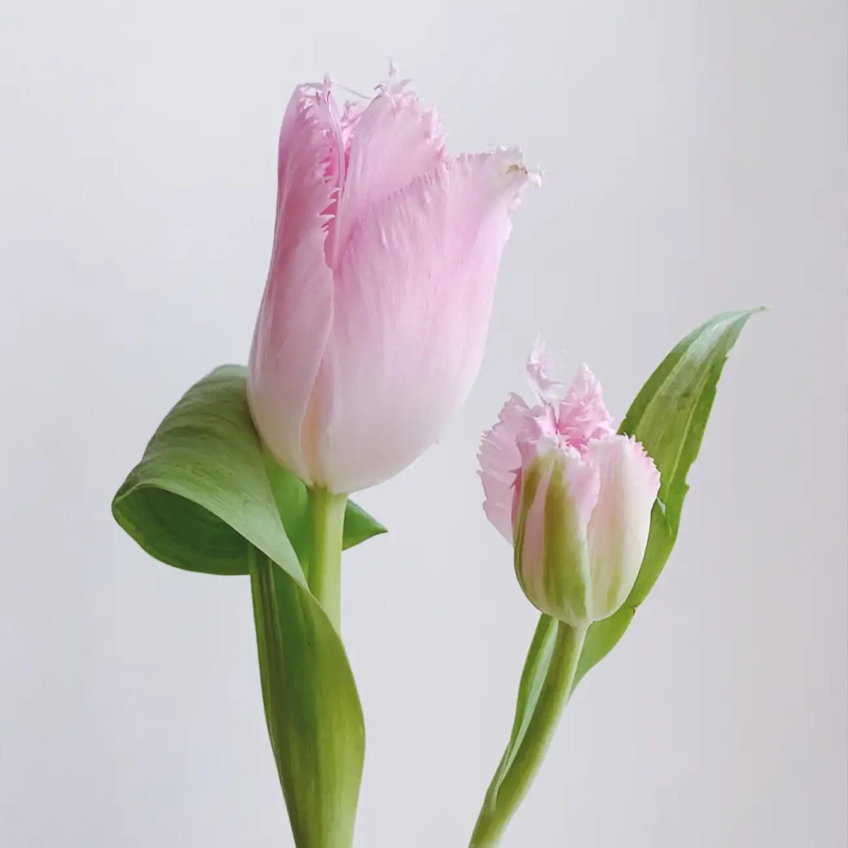 Tulip 'Pink' Seeds