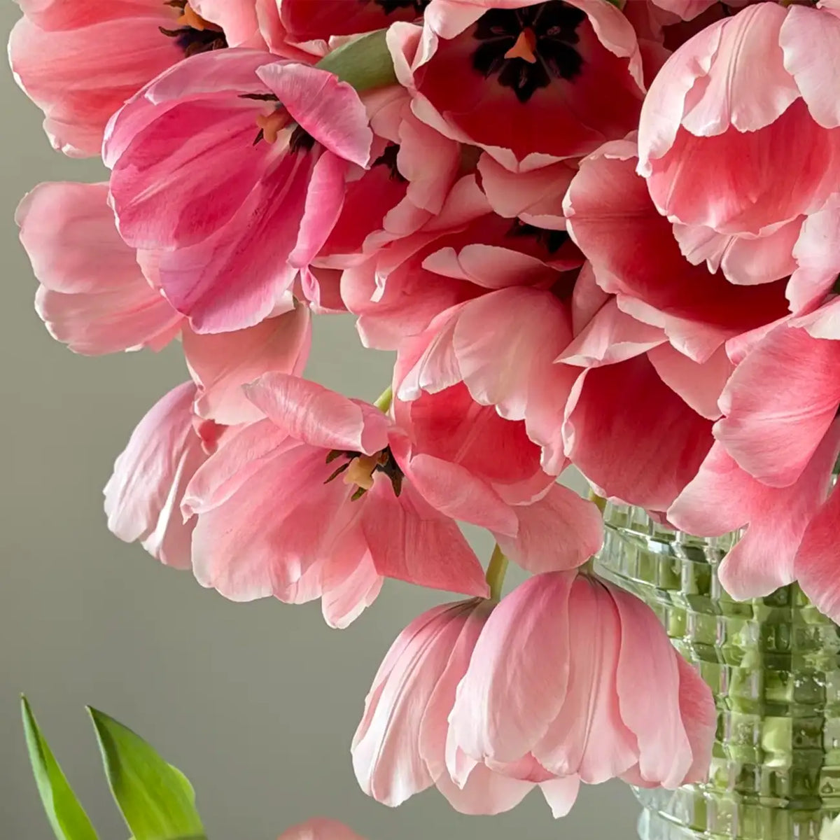 Tulip 'Salmon' Seeds