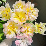 Tulip 'Secret Whisper' Seeds