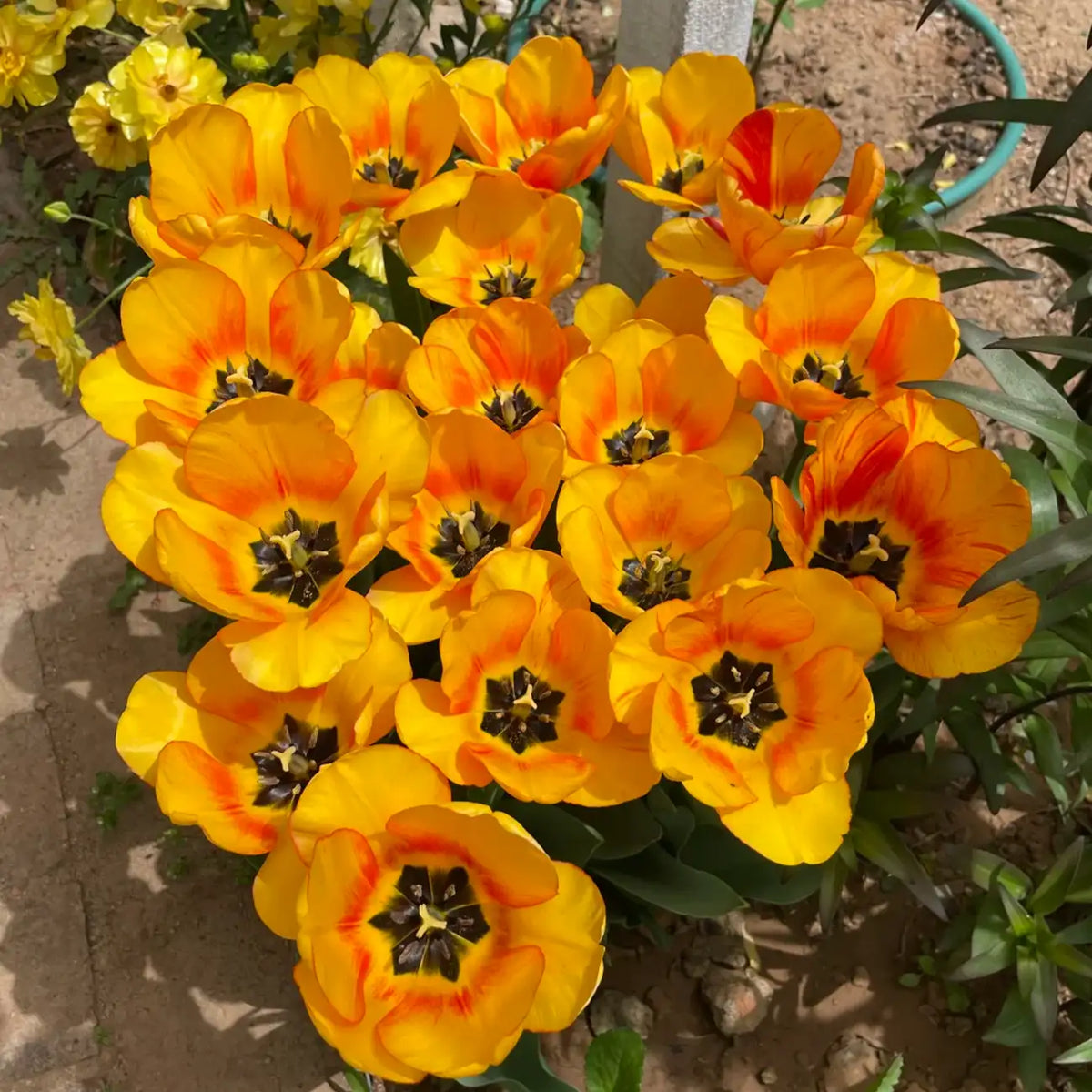 Tulip 'Shy Apollo' Seeds