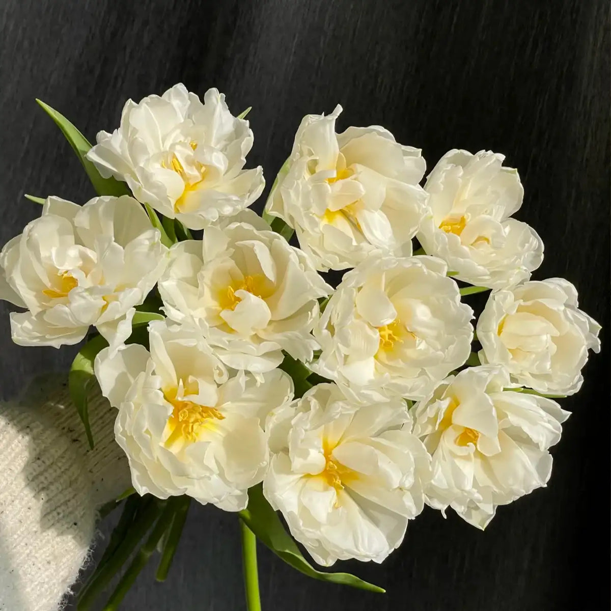 Tulip 'Snow Mochi' Seeds