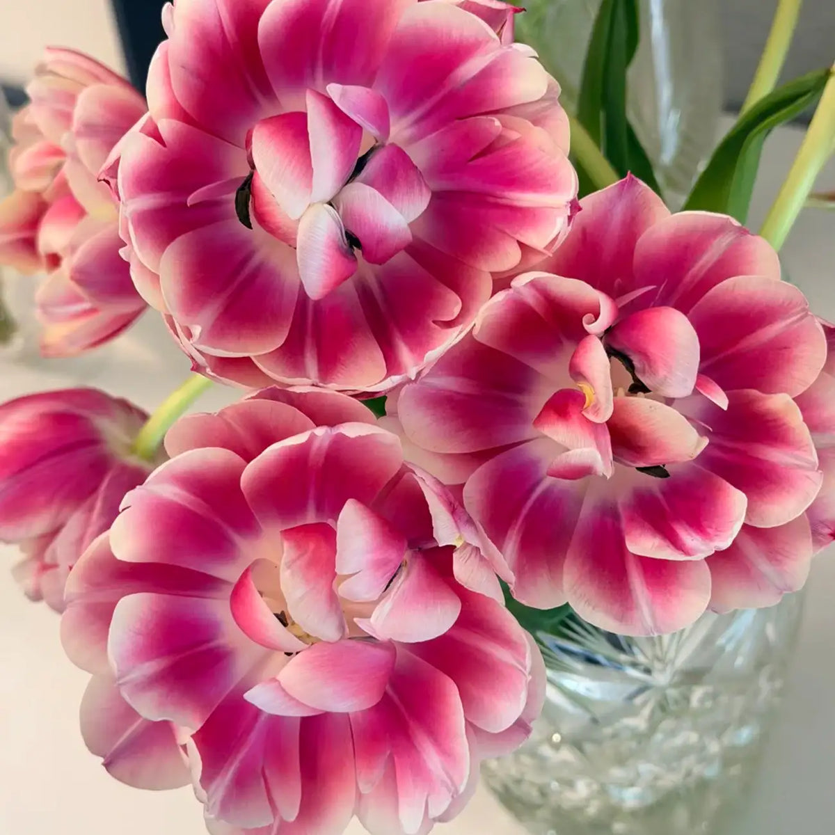 Tulip 'Strawberry Pancake' Seeds