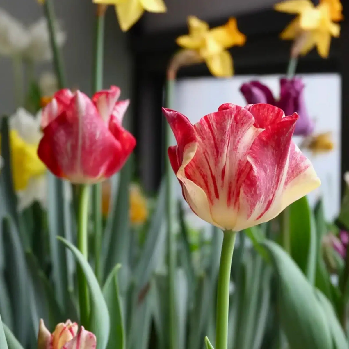 Tulip 'Striped Crown' Seeds