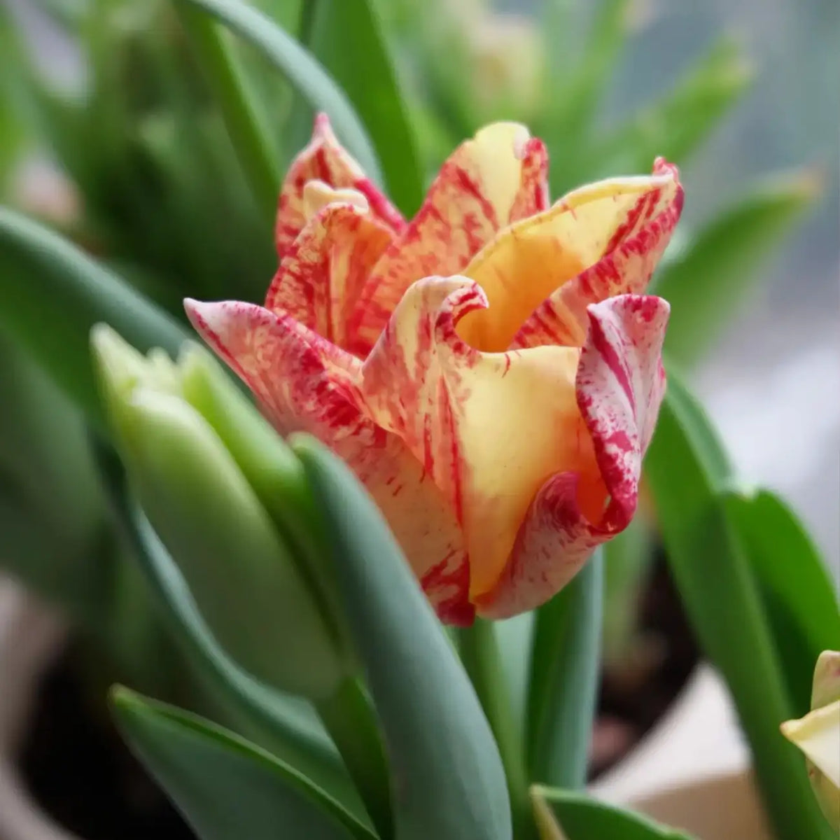 Tulip 'Striped Crown' Seeds