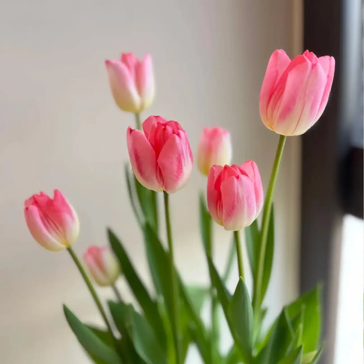 Tulip 'Super Model' Seeds